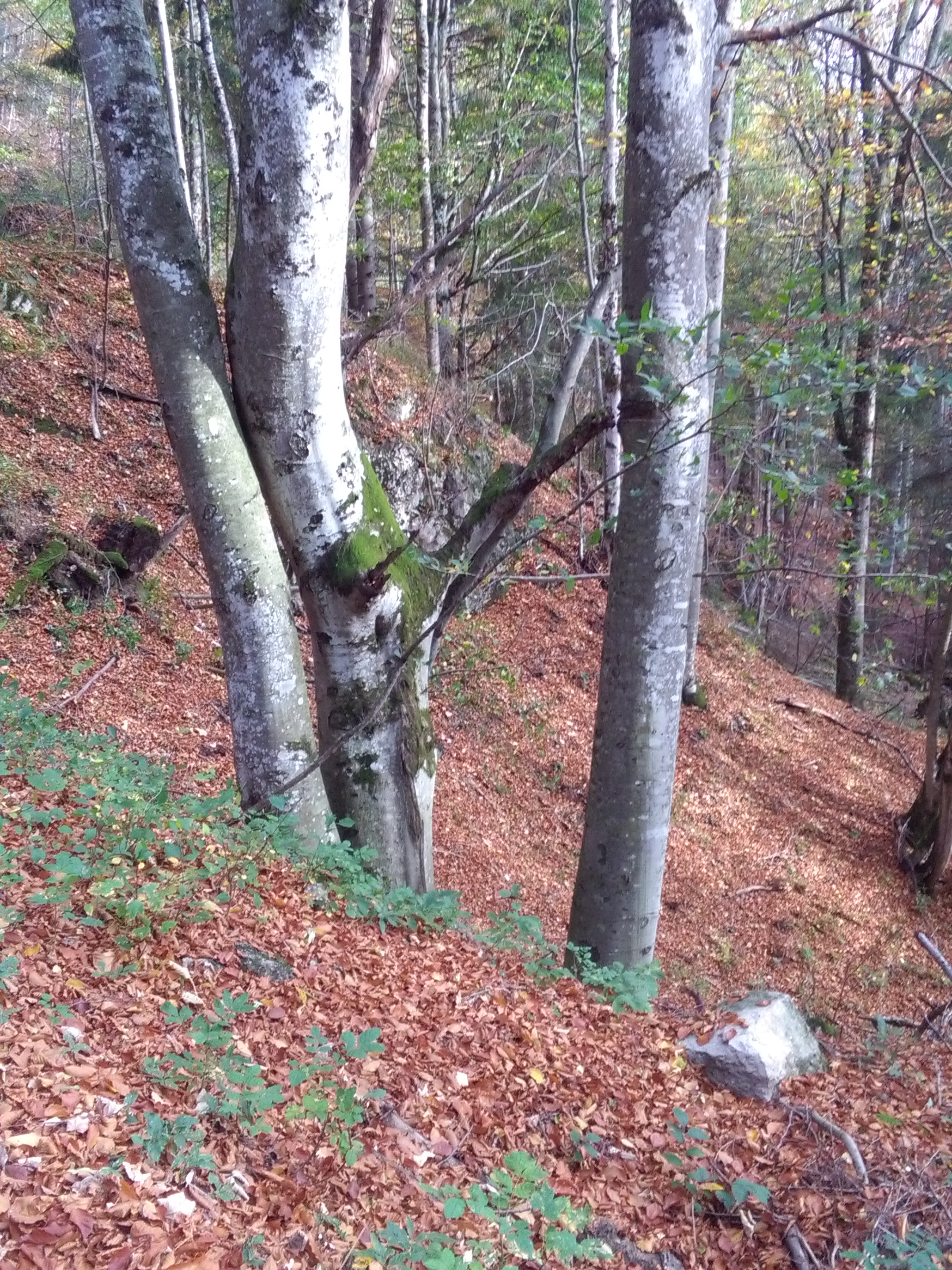 Herbstwald
